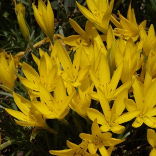 Sternbergia sicula